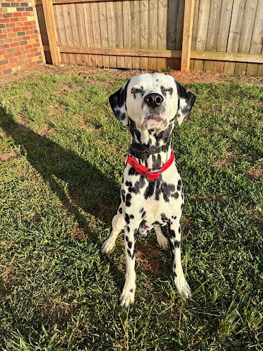 Professional dog trainer working with a golden retriever on leash obedience