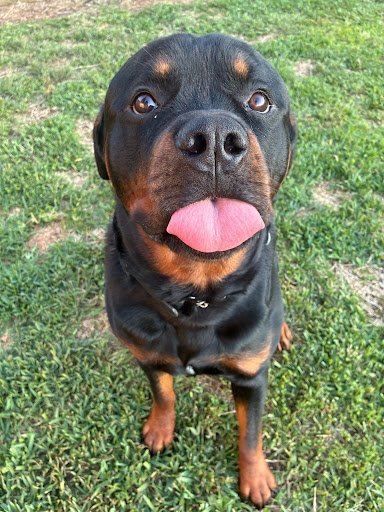 Rottweiler demonstrating off-leash obedience